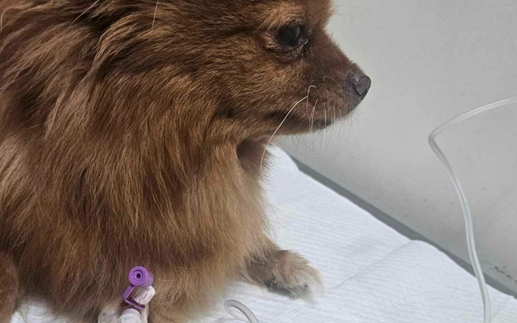 Zbiórka Na leczenie pieska Soni - zdjęcie główne