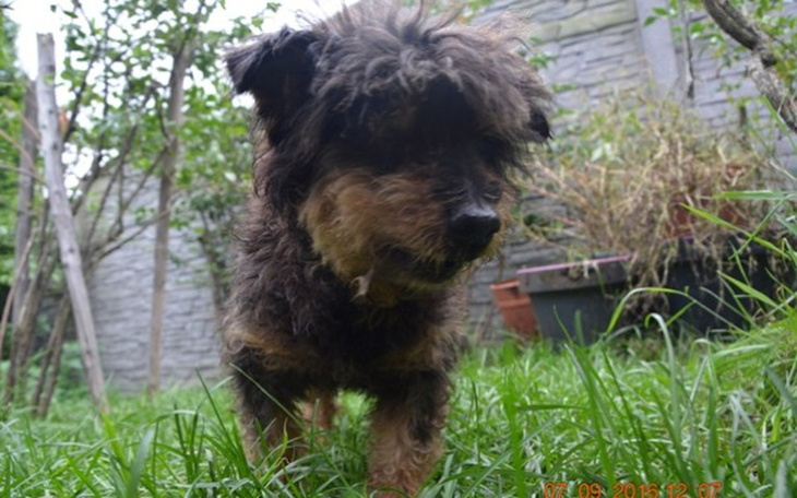 Pies w ogrodzie, z długą sierścią, wśród trawy.