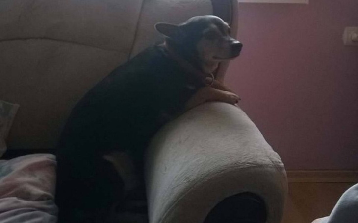 Zbiórka Ringo psiak i chora noga - zdjęcie główne