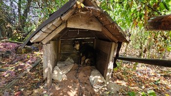 Zbiórka 12 upodlonych psów - miniaturka zdjęcia
