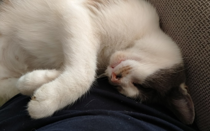 Zbiórka leczenie ost zapalenia otrzewnej - zdjęcie główne