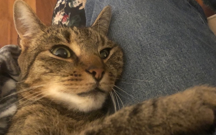 Zbiórka Zbieramy na operację Cynamona - zdjęcie główne