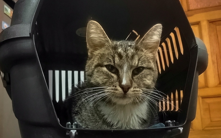 Kot w transporterze, patrzy z zaciekawieniem.