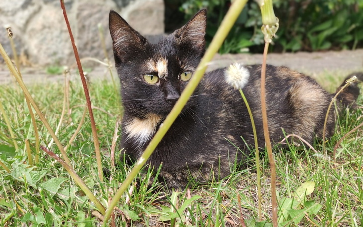 Zbiórka na chore oko Snicy - zdjęcie główne