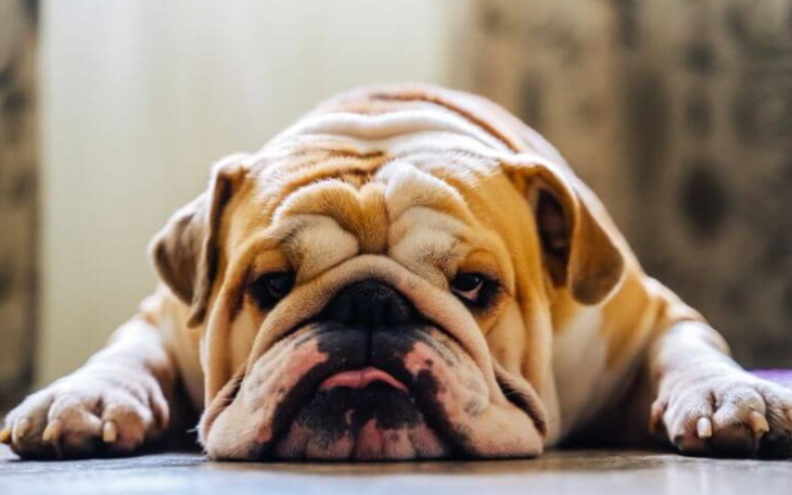 Zbiórka Buldog angielski - zdjęcie główne