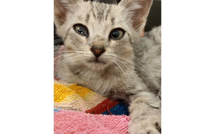 Zbiórka LELEK - kotek ze zlamana nóżką - zdjęcie główne