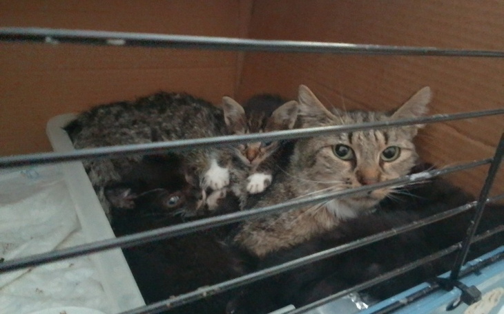 Koty w klatce, potrzebujące opieki i wsparcia.