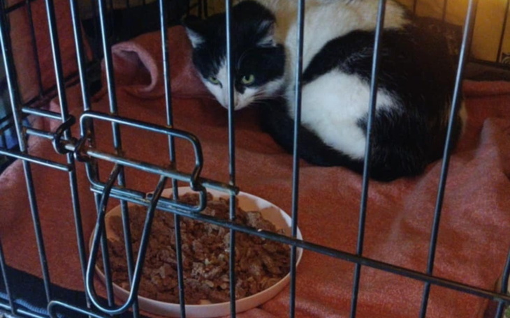 Kot w klatce, czeka na nowy dom, z miseczką jedzenia obok.
