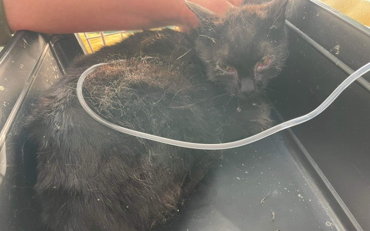 Zbiórka by ich życie było normalne - zdjęcie główne