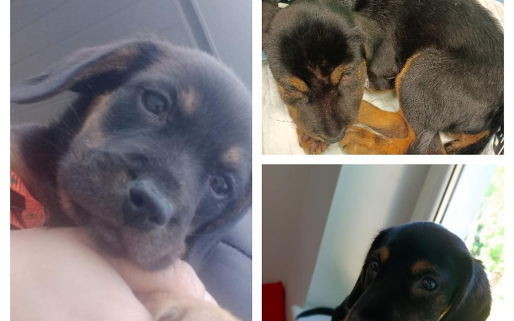 Zbiórka Leczenie pieska,14 tygodni - zdjęcie główne