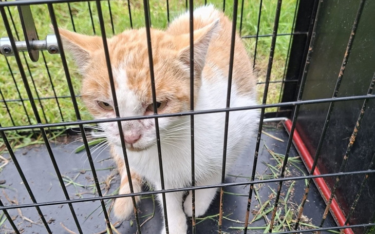Kot w klatce, czekający na nowy dom.