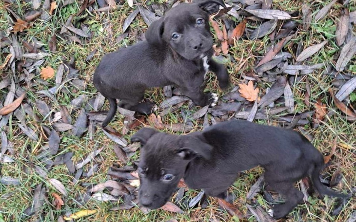 Zbiórka Chudziutkie suczki z lasu - zdjęcie główne