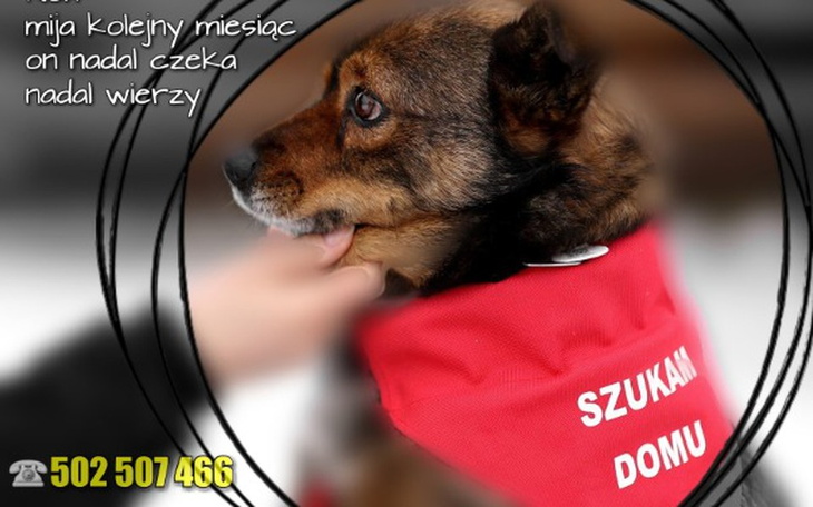 Zbiórka Rex nikt go nie chce...pomóż - zdjęcie główne