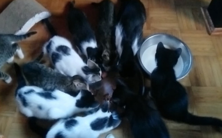 Zbiórka kocie stowarzyszenie w opałach - zdjęcie główne