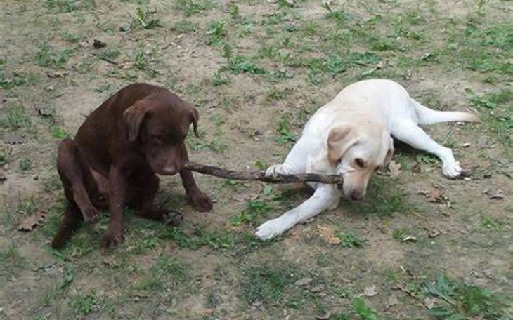 Dwa psy bawiące się na świeżym powietrzu, dzielące się patykiem.