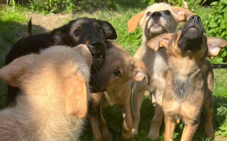 Zbiórka Na karmę dla 30 psów - zdjęcie główne