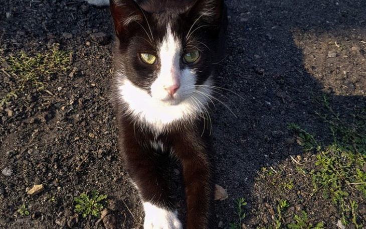 Zbiórka Dom tymczasowy dla kociąt i kot❤ - zdjęcie główne