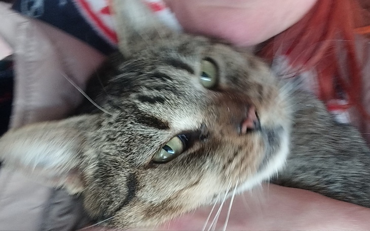 Kot przytulający się do właściciela, z bliskiej perspektywy.