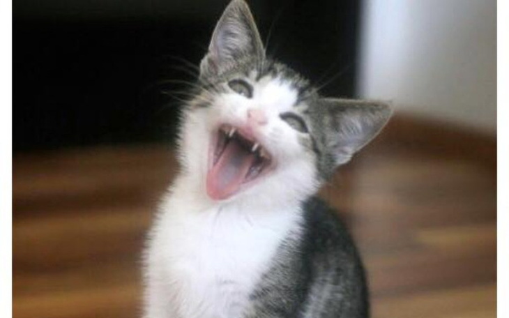 Zbiórka Napełnij nasze kotki  💕💕💕 - zdjęcie główne