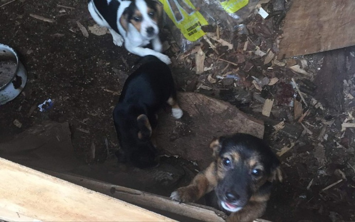 Trzy szczeniaki w schronisku, czekające na nowy dom.