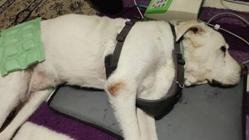 Zbiórka Fizjoterapia dla 15 letniej Dory - miniaturka zdjęcia