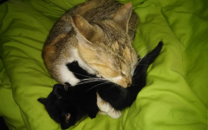 Zbiórka Młoda panna z kotami - zdjęcie główne