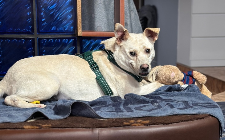 Zbiórka Na usg i rtg dla Bryzi - zdjęcie główne