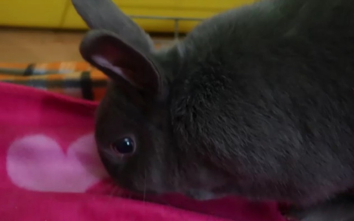 Zbiórka Uratujmy mojego królika - zdjęcie główne