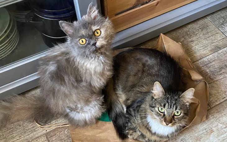 Zbiórka leczenie Hani i Skarpetki - zdjęcie główne