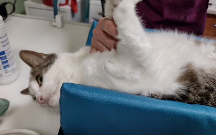 Zbiórka Pomoc dla kocurka Pimpusia - zdjęcie główne