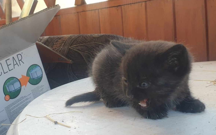 Zbiórka Na bezdomne koty z Jędrzejowa - zdjęcie główne