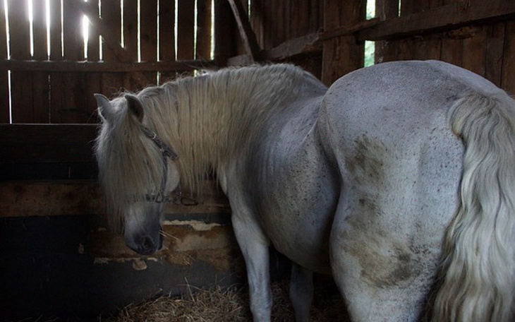 Zbiórka Ocalić Bonę... - zdjęcie główne