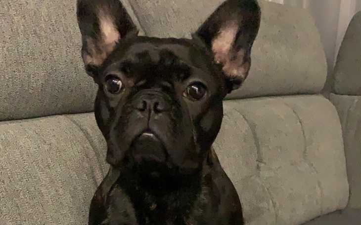 Czarny buldog francuski siedzący na kanapie, z wyrazem twarzy.