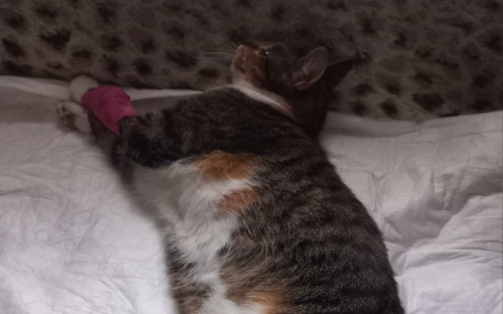 Zbiórka Leczenie kotki po wypadkuu - zdjęcie główne