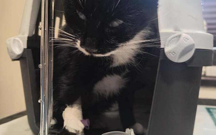 Zbiórka ŚLEPA KOTKA z wyrokiem EUTANAZJI - zdjęcie główne