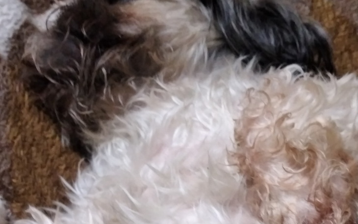 Zbiórka Tofik - zdjęcie główne