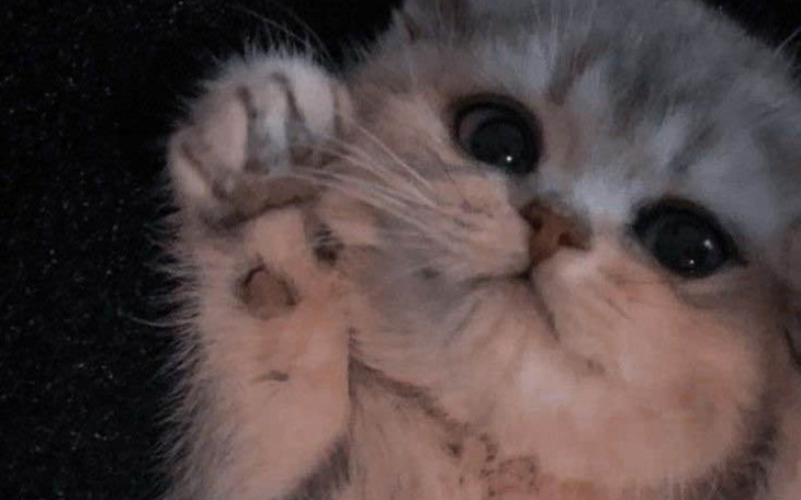 Zbiórka - Prezent urodzinowy - - zdjęcie główne