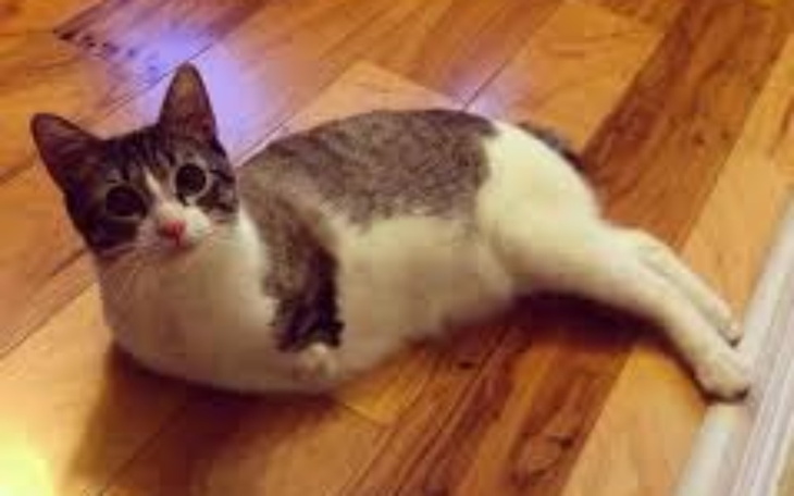 Zbiórka Operacja Kotka I Rehabilitacja - zdjęcie główne