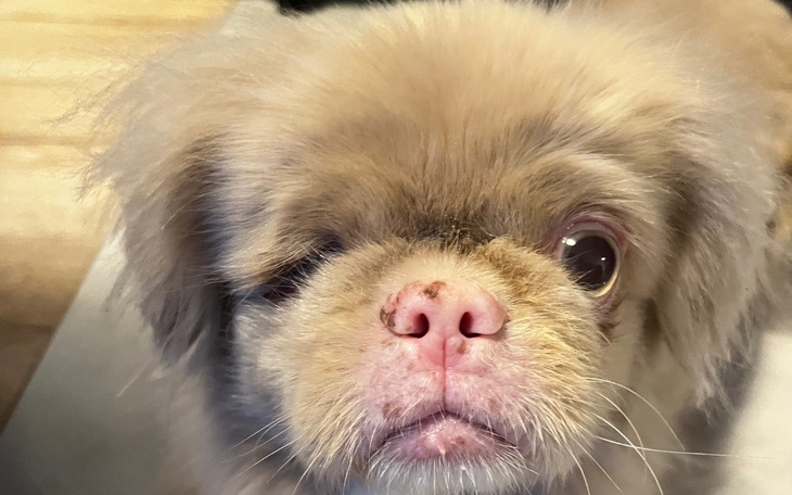 Zbiórka Pomoc dla Puni - zdjęcie główne