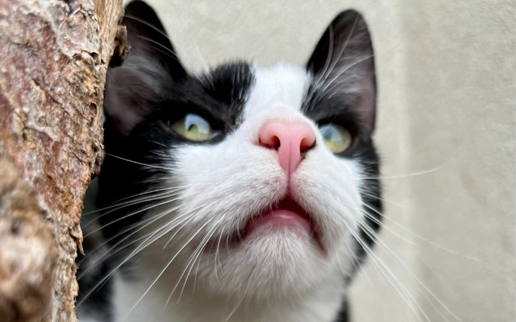 Zbiórka Na sterylizacje i czipowanie. - zdjęcie główne