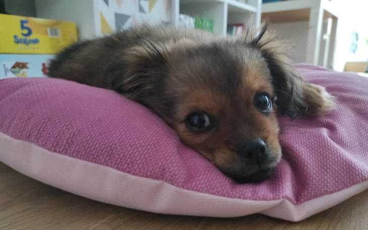 Zbiórka Pomóż naprawić serduszko Tyci - zdjęcie główne