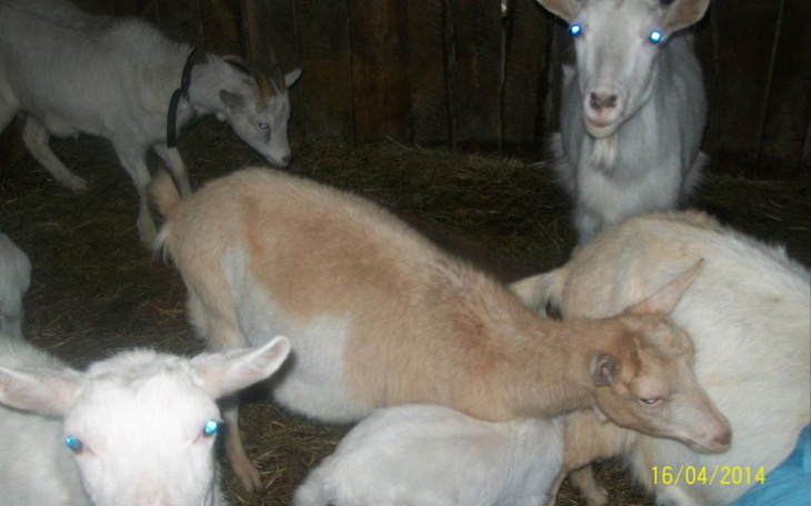 Zbiórka Nie Przeżyją  Bez Jedzenia - zdjęcie główne
