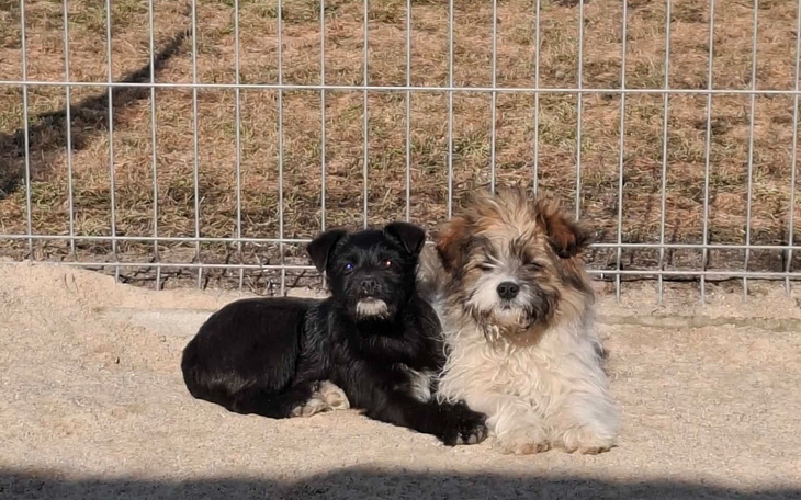 Dwa szczeniaki odpoczywające na słońcu w ogrodzeniu.