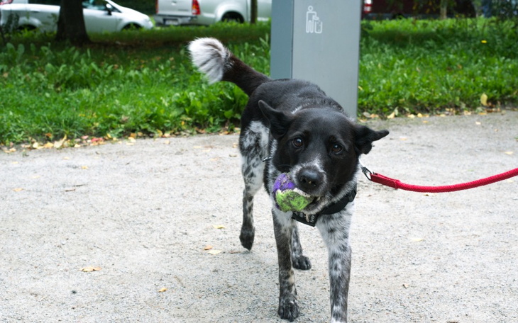 Zbiórka Chemioterapia Oginka - zdjęcie główne