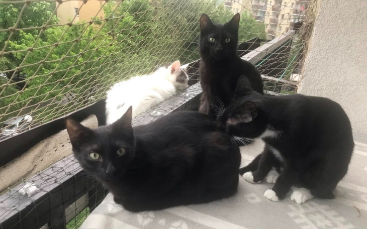 Zbiórka Na leczenie i karmę - maj - zdjęcie główne