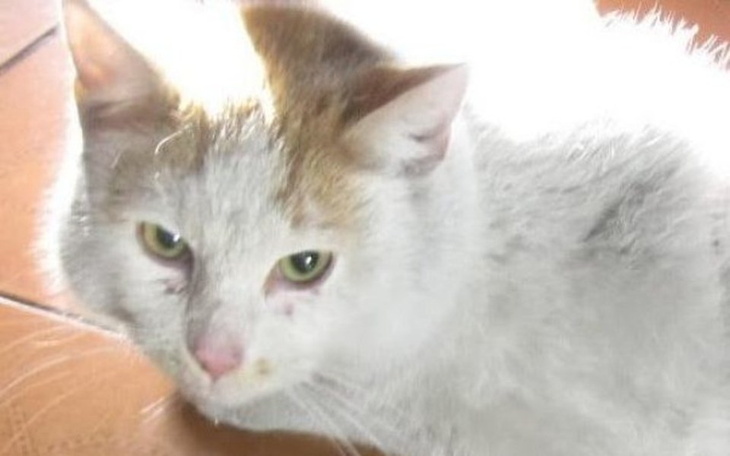 Zbiórka Pobity, obolały z urwanym ogonem - zdjęcie główne