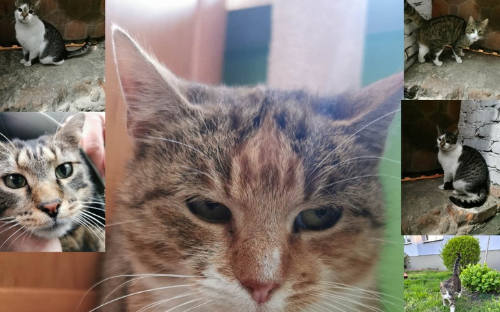 Zbiórka Bezdomne zwierzęta, nowe życie. - zdjęcie główne