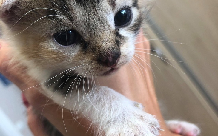 Zbiórka Nieaktualneeeee - zdjęcie główne