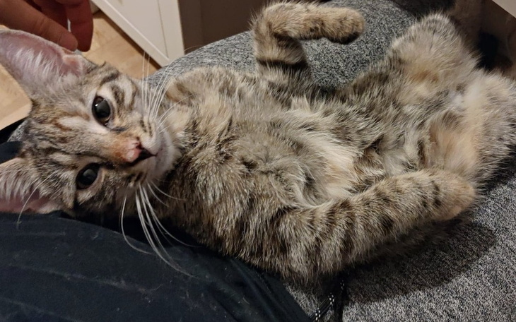 Zbiórka Ratunek dla Nali - zdjęcie główne