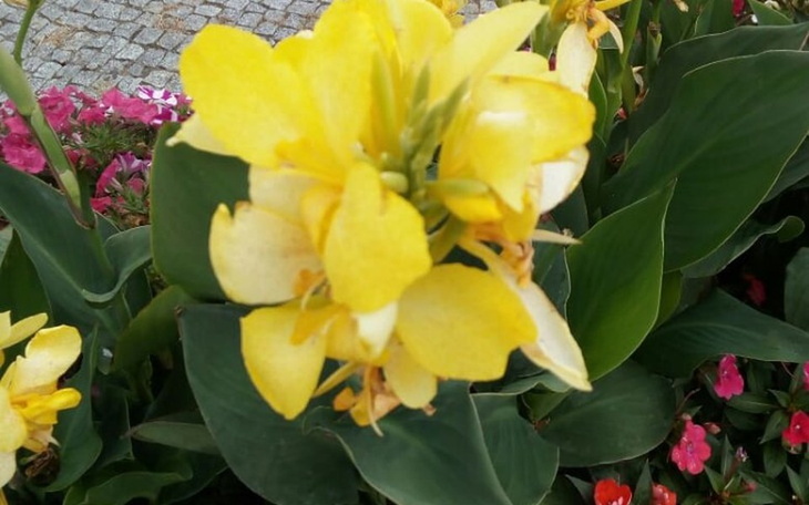 Zbiórka Pokrycie kosztów leczenia Zbysia - zdjęcie główne